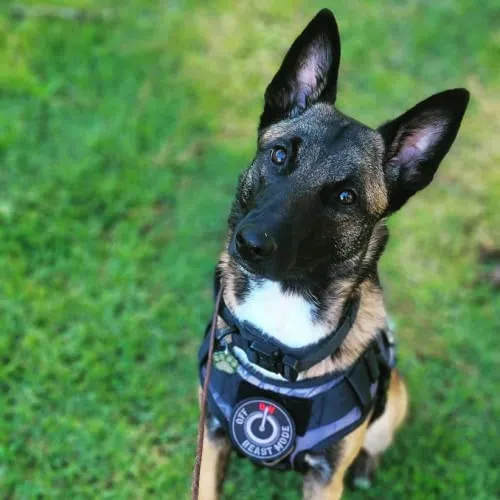 14er Tactical K9 Unit Dog Patches Embroidered Service Animal, Ask to Pet, Do Not Pet, Therapy Dog in Training, ESA Hook and Loop Patches for Dog Vest, Military Harness, Collar and Leashes (12-Pack) Regular Assorted